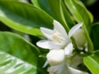 NEROLI - PARAFARMACIA Castellarin